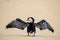 Little pied cormorant Microcarbo melanoleucos spreading wings on the beach