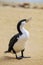 Little pied cormorant Microcarbo melanoleucos standing on the beach