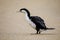 Little pied cormorant Microcarbo melanoleucos walking on the beach