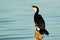 Little pied cormorant on post
