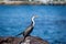 Little Pied Cormorant sunbathing