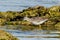 Little Pied Cormorant in Western Australia