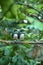 Little Pied Fantail Birds on Kaffir Lime Tree