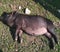 Little pig basking in the sun