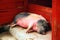 This little piggy\'s slumber time