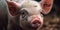 Little piglet close-up, agriculture theme. Horizontal shot. Generative Ai