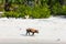 Little piglet on Exuma island