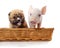 Little piglet and puppy in a basket