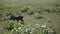 Little piglet running in a farm field in the countryside