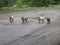 Little pigs on road in Georgia, Borjomi