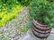 Little pine tree growing in a wooden pot