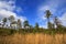 Little pine trees start to grow in a reforestation woodland area