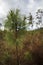 Little pine trees start to grow in a reforestation woodland area