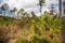 Little pine trees start to grow in a reforestation woodland area