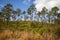 Little pine trees start to grow in a reforestation woodland area