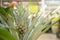 Little pineapple in a flowerpot. Beautiful delicious pineapple