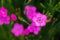 Little pink Dianthus flowers open