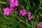 Little pink Dianthus spring flowers