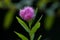 Little pink flower of a Douglas` spirea