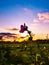 Little pink flower in the meadow at dusk