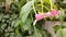 Little pink flowers swaying in the wind in the garden