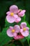 A little pink orchid-like flower, in a tropical garden after the rain