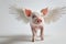 Little pink pig with white feather angelic wings, in full length, studio portrait?