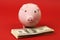 Little pink piggy bank standing on stack of money american hundred dollar bills on red background
