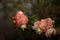 Little pink roses on dark background, slightly withered