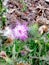 Little Pink thistle