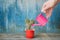 Little pink watering can in a female hand watering cactus. Old w