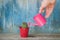 Little pink watering can in a female hand watering cactus. Old w