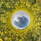 Little planet spherical panorama 360 degrees. Spherical aerial view  in blooming in field rapseed canola colza. Curvature of space