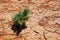 Little plant in an arid, dry environment