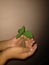 Little plant, save trees, hand, plant, tree, hand gasture, hand holding plant tree,