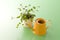 Little plant and yellow watering can