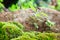 Little plants on ground with green moss