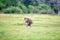 Little playful elephant running in the green grass field in national park