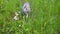 Little Playful Gray Kitten Play and Run on a Green Grass