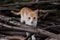 Little playing kitten, outdoors