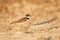 Little plover in the beautiful light. Charadrius dubius