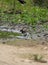 A little Plover Bird young one, feeding on insects in the swamp.