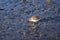 Little plover digging in the mud