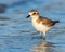 A Little plover portrait