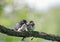 Little plump funny chicks of the village The swallows sit side by side together on a branch and wait for the parents