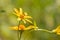 Little pollinator on the wildflower for nectar