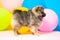 Little Pomeranian spitz puppy on a colorful background