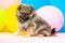 Little Pomeranian spitz puppy on a colorful background