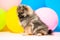 Little Pomeranian spitz puppy on a colorful background