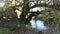 Little pond in forest in autumn